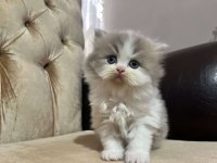 British Longhair Kedileri