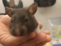 Uysal Sağlıklı Ele Gelen Hamster