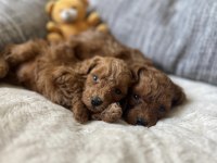 BİSKÜVİ TADINDA POODLE YAVRULAR