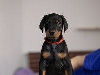 Keskin bakışlı doberman yavrularım
