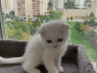 Yavru cins kedi uygun puanlı