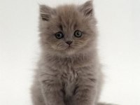 British Longhair Yavrular Evinizin Neşesi Olacaktır