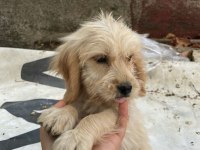 ANTALYA MALTİPOO KÖPEKLER
