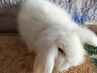 Teddy lop tavşan yavrular mavi gözlü