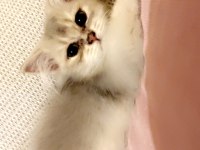 2 buçuk aylık british longhair bebek