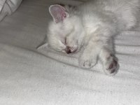 2 Aylık Yavru British Shorthair Kedimiz