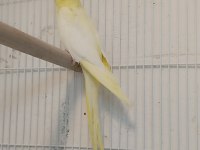 Lutino Ve Pied Ele Alışık Sultan Yavrular