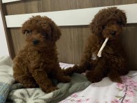 Toy poodle dişi ve erkek bebekler
