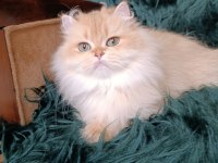 British longhair dişi