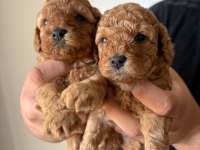 25 Günlük Minik Poodle Kızlarım