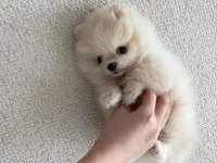 Muhteşem güzellik pomeranian köpekler