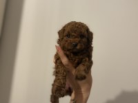 2 Buçuk Aylık Aşılı Erkek Poodle Yavrular