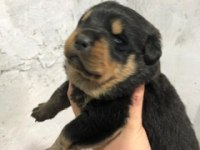 A Kalite Rottweiler