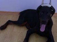 Europan doberman