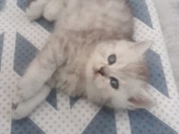Güzel Kedilerimiz Yeni Yuvalarına Gitmeyi Bekliyor