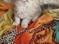 Golden scottish fold pofidik bebekler