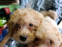 MALTİPOO YAVRULAR