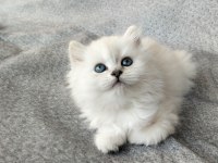 Boncuk Gözlü British Longhair Bebekler Serisi