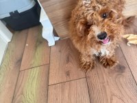 4 aylık poodle yavrum