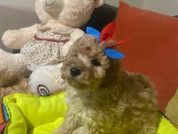 Bir avuç mutluluk köpeğimiz