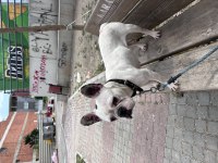 Mama Karşılığı Sahiplendirilecek French Bulldog