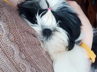 A Kalite Şecereli Shih Tzu Yavruları