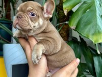French Bulldog Yavrularım