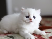 Bir çift boncuk mavi göz british longhair