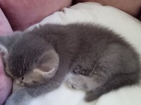 Akıllı oğlumuz gitmeye hazır british shorthair
