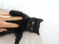 2 DİŞİ 1 ERKEK DİK VE KIRIK KULAK YAVRULARIMIZ MEVCUTTUR