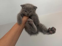 Sütten yeni düşmüş british shorthair yavrular