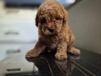 Toy poodle dişi erkek