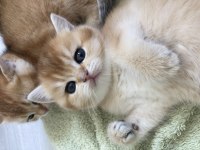 Golden baby british shorthair