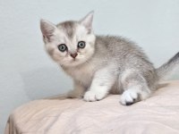 Evinize neşe katacak güzellik kedimiz