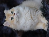 British Longhair Erkek Kedimiz
