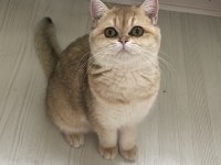 Dişi Ny11 British Shorthair