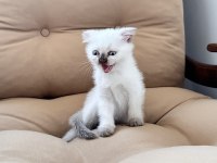 Scottish fold erkek 55 günlük