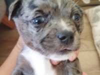 1 aylik jack russell terrier yavru köpekler