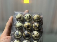 Bıldırcın Yumurtası