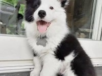 Siyah beyaz border collie yavrular hazır