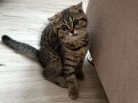 Minik scottish fold kardeşler