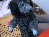 6 AYLIK SİLVER POODLE