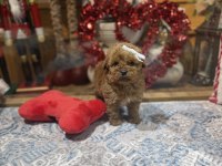 Yeni Gelen Oyuncak Poodle Yavrularımız