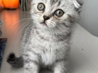 Anne Altından Scottish Fold Yavrular