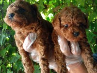 IRK VE SAĞLIK GARANTİ POODLE YAVRULARIMIZ