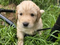 Pek Garantili Golden Retriever Yavrularımız