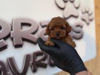 TOY POODLE YAVRULARIMIZ