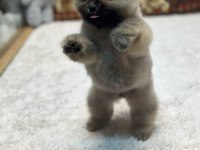 Orange Pomeranian Boo Köpeklerimiz