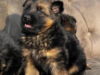 Alman Kurdu Köpekler