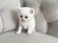 2 aylık chinchilla erkek kedimiz